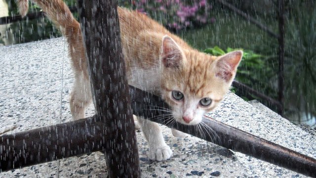 Короткочасні дощі, подекуди з грозами, пройдуть Україною в найближчі два дні, температура комфортна