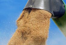 Украина в 2025/26 МГ вырастит 83 млн тонн зерновых и масличных, что на 5,5% больше, чем в прошлом сезоне — прогноз УЗА