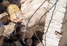 «Одесити самі просили»: російські фейки про «одеських спонсорів» дронів, — ФОТО