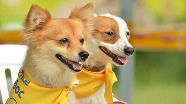 Україна затвердила перші правила перевезення тварин у автобусах