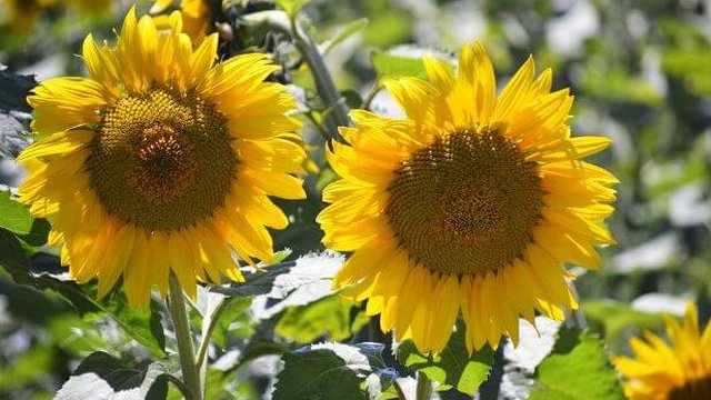 Урожай соняшнику в 2025р. не перевищить 13,6-13,7 млн тонн — аналітики