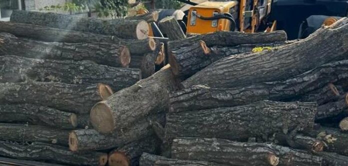 Вирубали сотню дерев на 600 тисяч гривень заради наживи: на Одещині викрили «чорних лісорубів», — ФОТО