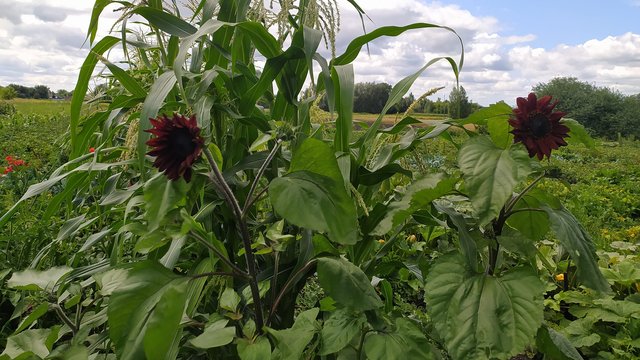 Найближчими днями в Україні без опадів, в більшості областей ночі будуть прохолодними