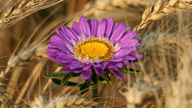 19 серпня: Яке сьогодні свято, все про цей день