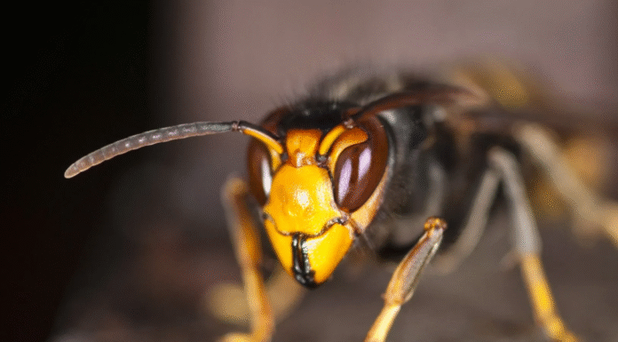 Нашествие насекомых: в Великобритании бьют тревогу из-за роев азиатских шершней, в чем опасность
