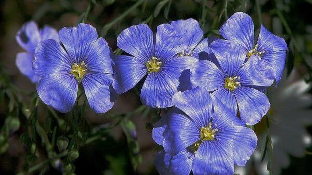 У найближчі дні в Україні збережеться спекотна погода, у східних та західних областях – короткочасні дощі, місцями грози