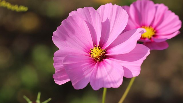 Найближчими днями в Україні переважно без опадів, температура майже не зміниться