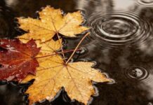 У понеділок Одесу накриють дощі та туман: прогноз на 10 листопада