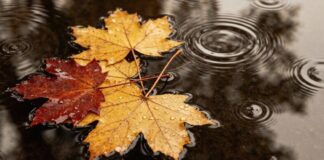 У понеділок Одесу накриють дощі та туман: прогноз на 10 листопада