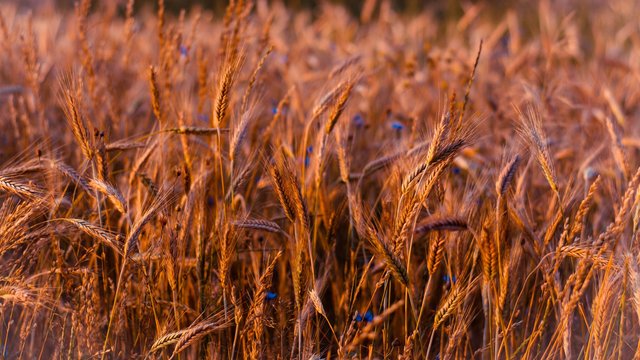 Аграрии в сезоне-2025 выполнили прогноз по сбору зерновых культур на 94%, масличных — на 97,7%