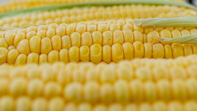 На полях Украины остались неубранными 4 млн тонн кукурузы — брокеры