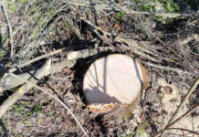 Майже 60 тисяч збитків: правоохоронці зупинили незаконне вирубування на Одещині, — ФОТО