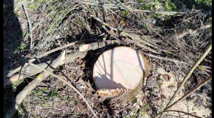 Майже 60 тисяч збитків: правоохоронці зупинили незаконне вирубування на Одещині, — ФОТО