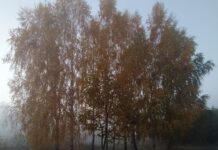 В Україні вночі та вранці 16 грудня очікуються сильні тумани