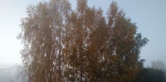 В Україні вночі та вранці 16 грудня очікуються сильні тумани