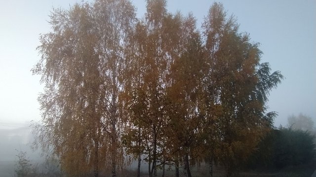 В Україні вночі та вранці 16 грудня очікуються сильні тумани