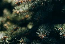 70 ялинок та 10 складометрів дров: патрульні виявили незаконне перевезення в Одесі