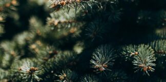 70 ялинок та 10 складометрів дров: патрульні виявили незаконне перевезення в Одесі