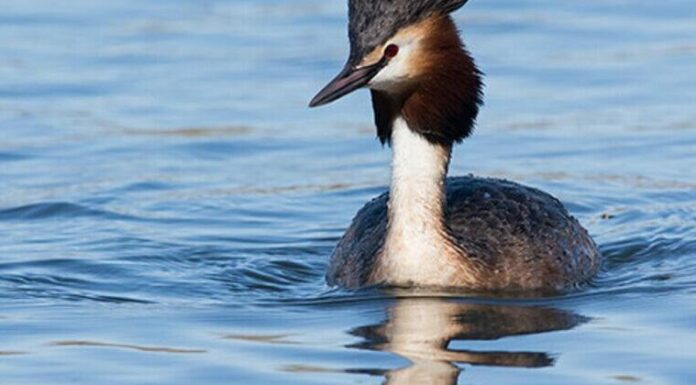 В Одесі патрульні разом із містянкою врятували ослабленого птаха, — ВІДЕО