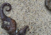 Масовий викид морських коників в Одесі: що виявили екоінспектори