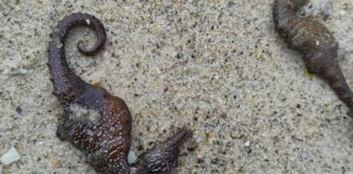 Масовий викид морських коників в Одесі: що виявили екоінспектори