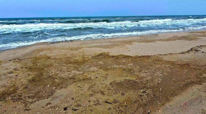 Екологічна катастрофа в Одеській затоці: загинули сотні птахів, — ФОТО