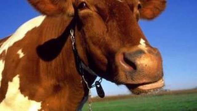 Оприлюднено алгоритм отримання держсертифікатів на право легально працювати з тваринами