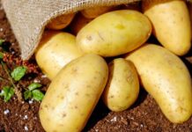 Импорт картофеля в Украину в 2025 году вырос на 431%, расходы превысили $74 млн