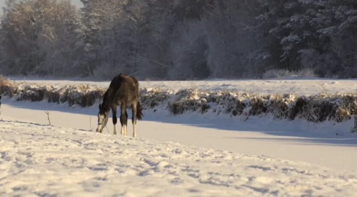 Погодный «апокалипсис» продолжается: украинцев ждут морозы до -23 и гололед