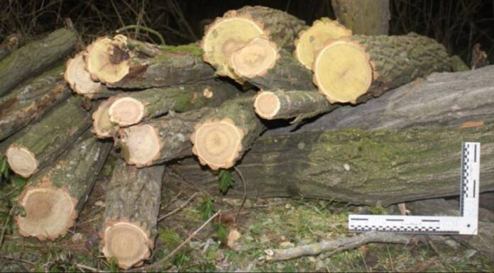 Директор КП на Одещині рубав дерева заради наживи, — ФОТО