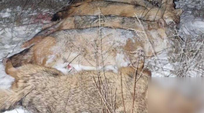 Нічний відстріл: під Одесою браконьєри вбили 14 диких тварин, — ФОТО