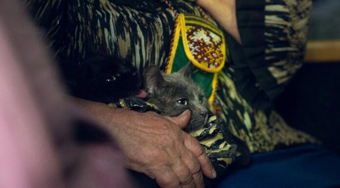 Более 130 тыс. украинцев эвакуированы за год, жилье нужно 4,6 млн переселенцев — вице-премьер