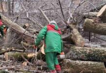 В Одесі за січень на вулиці впало більш ніж півсотні дерев, — ФОТО