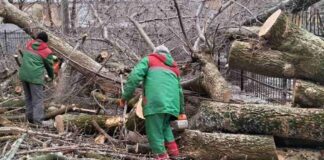 В Одесі за січень на вулиці впало більш ніж півсотні дерев, — ФОТО