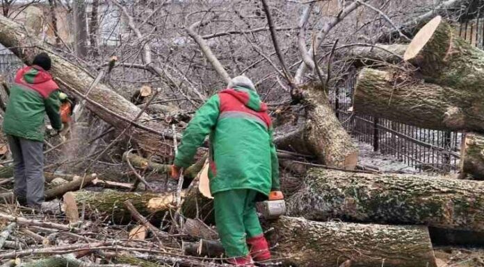 В Одесі за січень на вулиці впало більш ніж півсотні дерев, — ФОТО