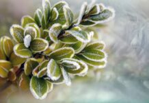 12 лютого: Яке сьогодні свято, все про цей день