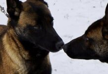 Кассандра і Гару: на Одещині прикордонники отримали нових чотирилапих бійців