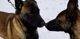 Кассандра і Гару: на Одещині прикордонники отримали нових чотирилапих бійців