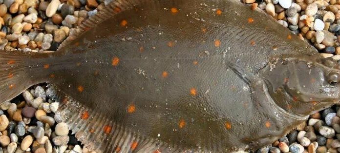 На Одещині заборонили вилов камбали-глоси: за одну рибину — 1700 грн штрафу