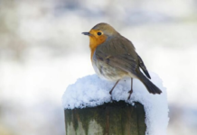 Южный циклон накроет Украину: где ждать снегопадов, штормового ветра и ледяных дождей