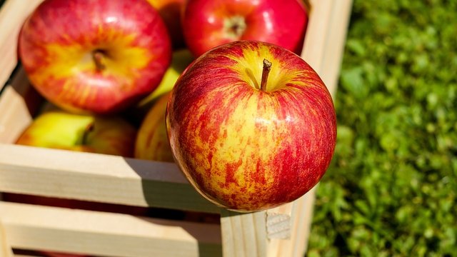 Дешевых овощей и фруктов в сезоне-2026 не ожидается, вызовом для сектора станет нехватка рабочей силы — УПОА