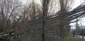 В Одесі на вулиці попадали дерева через сильний вітер, — ФОТО