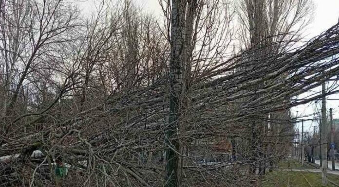 В Одесі на вулиці попадали дерева через сильний вітер, — ФОТО