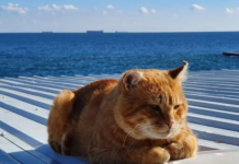 Зима отступит: синоптик назвала дату весеннего потепления в Украине