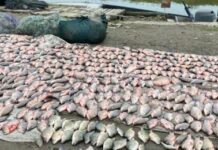 Браконьєрство на Одещині: на Кугурлуї та Ялпузі виловили риби на ₴2 млн