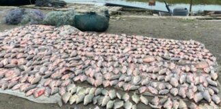 Браконьєрство на Одещині: на Кугурлуї та Ялпузі виловили риби на ₴2 млн