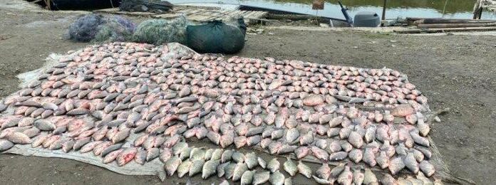 Браконьєрство на Одещині: на Кугурлуї та Ялпузі виловили риби на ₴2 млн