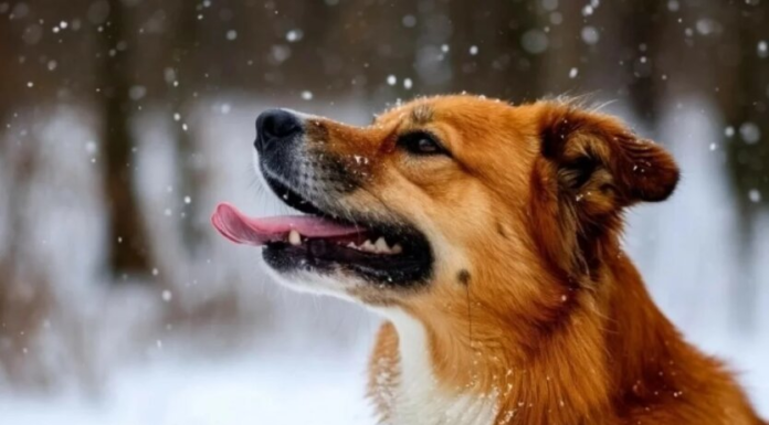 Морозный финал перед оттепелью: синоптик назвала дату долгожданного потепления в Украине