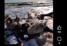 Екологічна катастрофа в Одеській затоці: загинули тисячі птахів