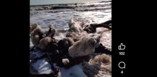 Екологічна катастрофа в Одеській затоці: загинули тисячі птахів